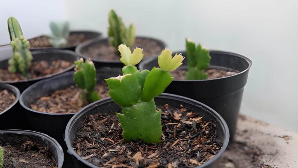 Christmas Cactus propagation