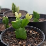 Christmas Cactus propagation
