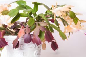 Thanksgiving Cactus vs Christmas & Easter Cactus Guide