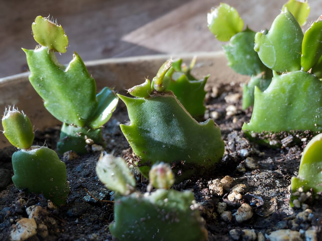 Christmas Cactus problems