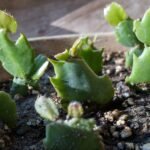 Christmas Cactus problems