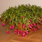 blooming christmas cactus