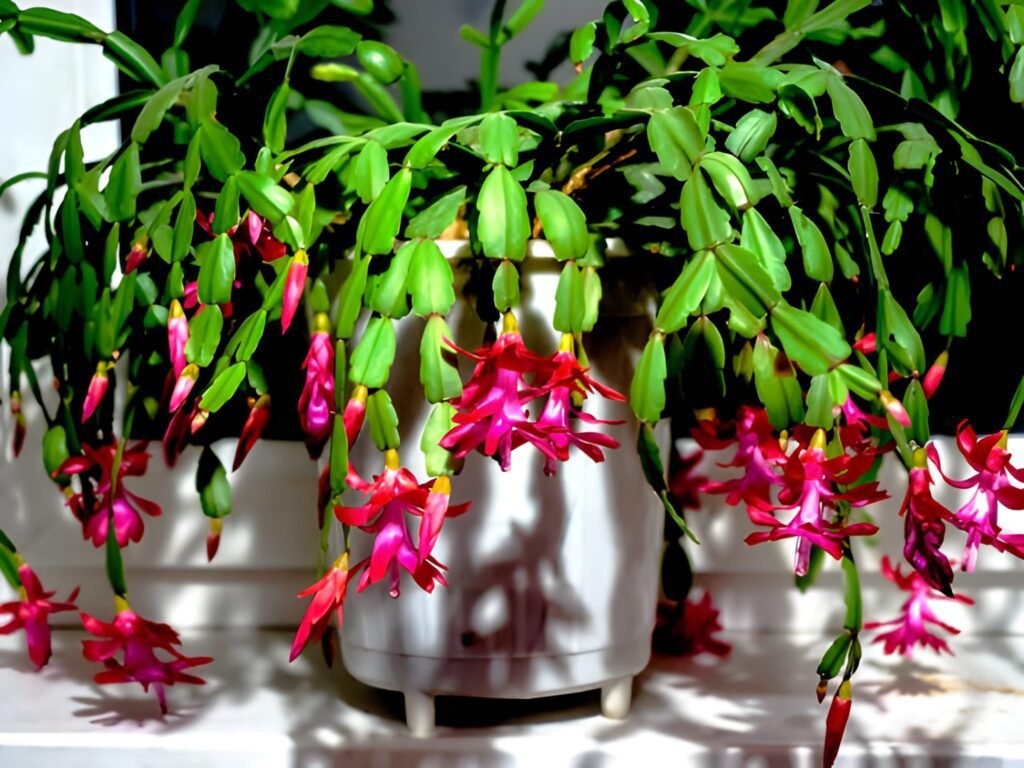 Christmas Cactus Bloom