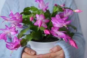 How to Care for a Christmas Cactus: Expert Tips for Year-Round Blooms