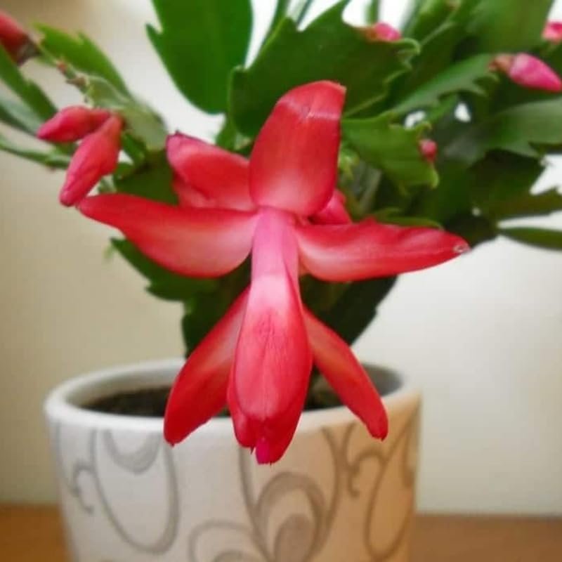 2 Live Christmas Cactus Plants, Zygocactus for Holiday Cactus Houseplant Indoor Outdoor, Bloom in Winter, Starter Size in 2" Pot, Red Blooms - Image 3