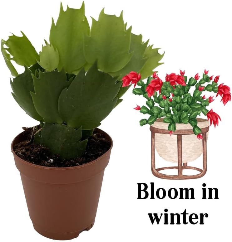 2 Live Christmas Cactus Plants, Zygocactus for Holiday Cactus Houseplant Indoor Outdoor, Bloom in Winter, Starter Size in 2" Pot, Red Blooms - Image 5
