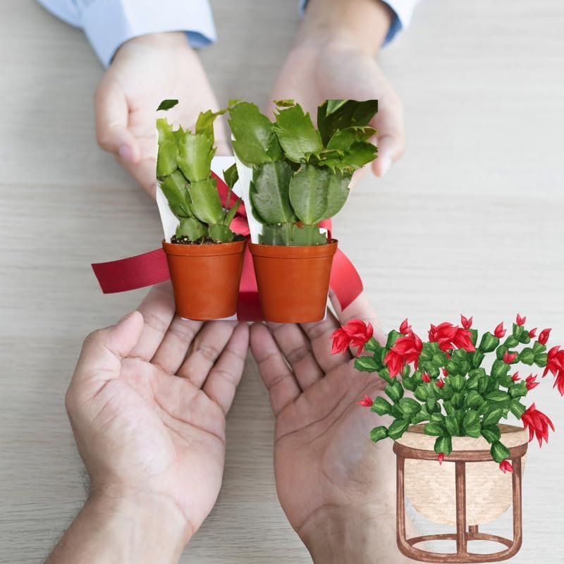 2 Live Christmas Cactus Plants, Zygocactus for Holiday Cactus Houseplant Indoor Outdoor, Bloom in Winter, Starter Size in 2" Pot, Red Blooms - Image 4