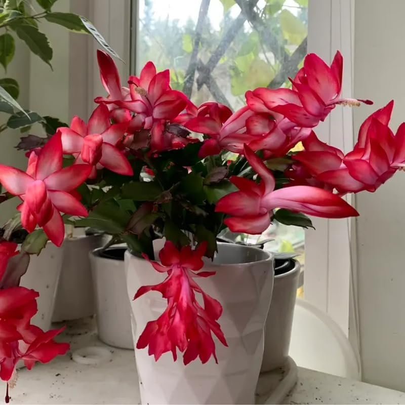 2 Live Christmas Cactus Plants, Zygocactus for Holiday Cactus Houseplant Indoor Outdoor, Bloom in Winter, Starter Size in 2" Pot, Red Blooms - Image 8