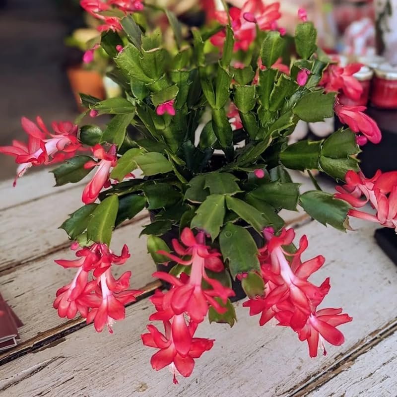 2 Live Christmas Cactus Plants, Zygocactus for Holiday Cactus Houseplant Indoor Outdoor, Bloom in Winter, Starter Size in 2" Pot, Red Blooms - Image 6
