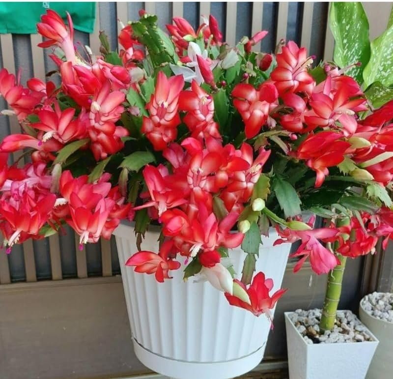 2 Live Christmas Cactus Plants, Zygocactus for Holiday Cactus Houseplant Indoor Outdoor, Bloom in Winter, Starter Size in 2" Pot, Red Blooms