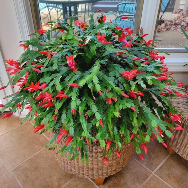 2 Live Christmas Cactus Plants, Zygocactus for Holiday Cactus Houseplant Indoor Outdoor, Bloom in Winter, Starter Size in 2" Pot, Red Blooms - Image 2