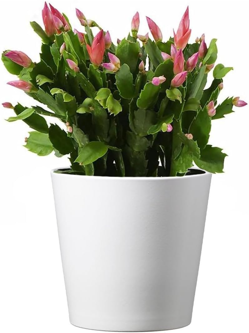 American Plant Exchange Live Christmas Cactus – 6-Inch Pot Cover – Easy Care Flowering Succulent with Festive Blooms for Holiday Home Décor, Kitchens, Offices & Indoor Winter Displays