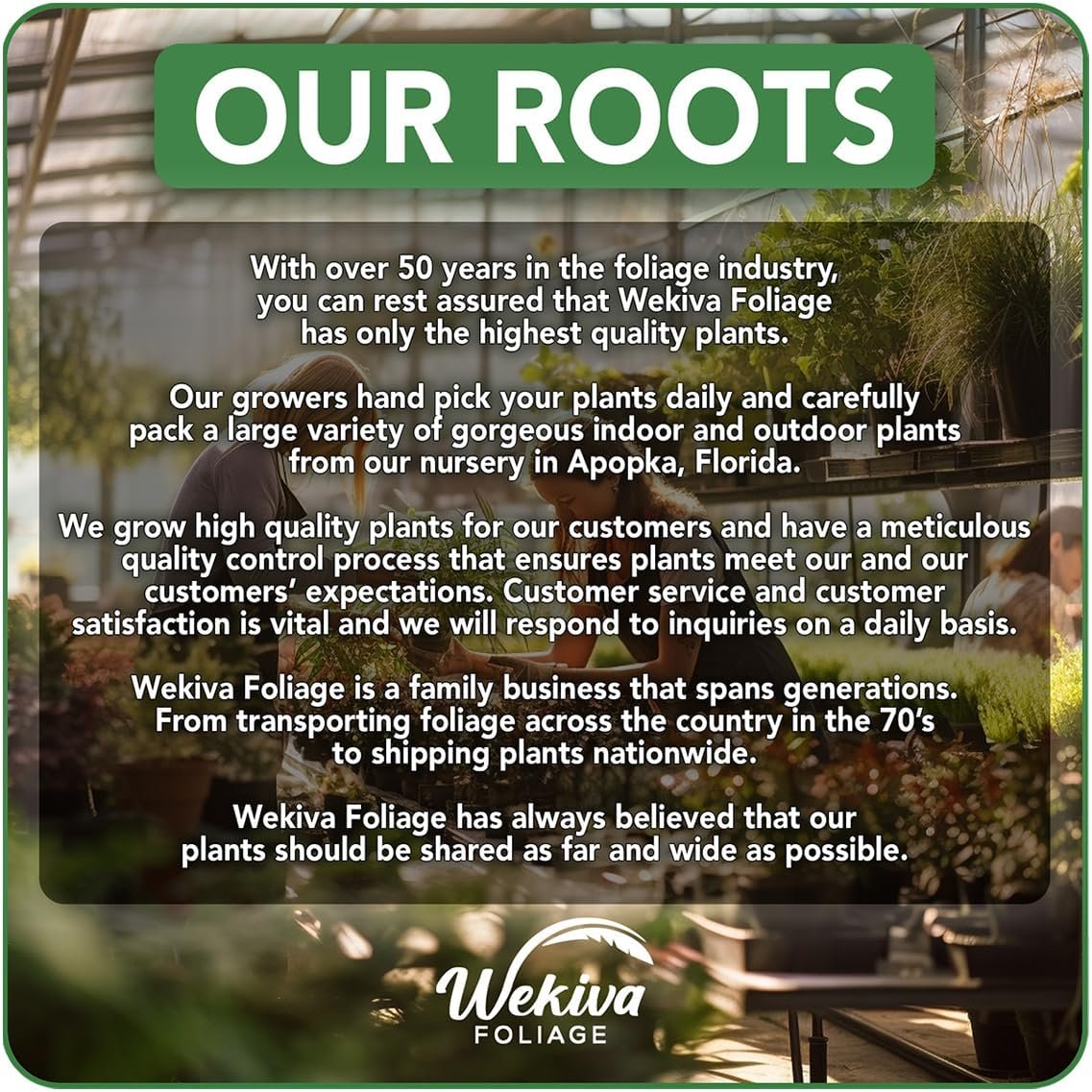 Christmas Cactus Variety 4pack - 4 Live Starter Plants - Schlumbergera Bridgesii - Growers Choice Beautiful Colorful Tropical Indoor Succulent - Image 5