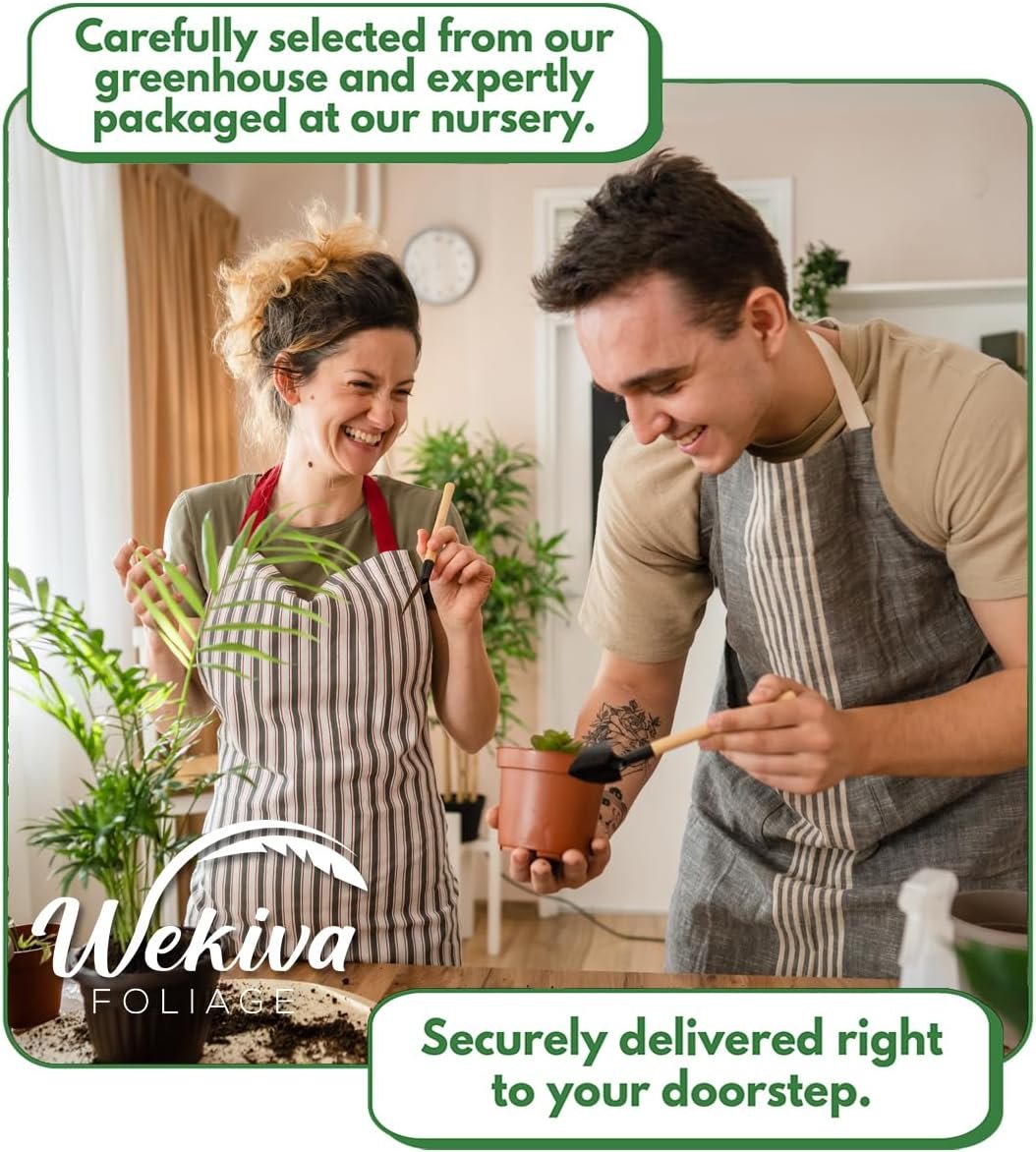 Christmas Cactus Variety 4pack - 4 Live Starter Plants - Schlumbergera Bridgesii - Growers Choice Beautiful Colorful Tropical Indoor Succulent - Image 6