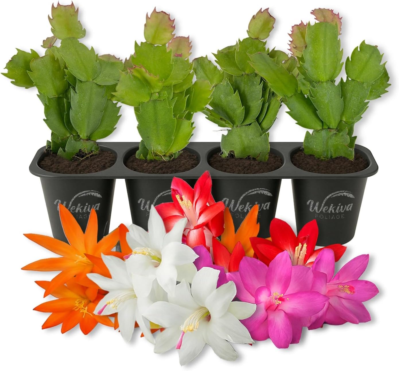 Christmas Cactus Variety 4pack - 4 Live Starter Plants - Schlumbergera Bridgesii - Growers Choice Beautiful Colorful Tropical Indoor Succulent