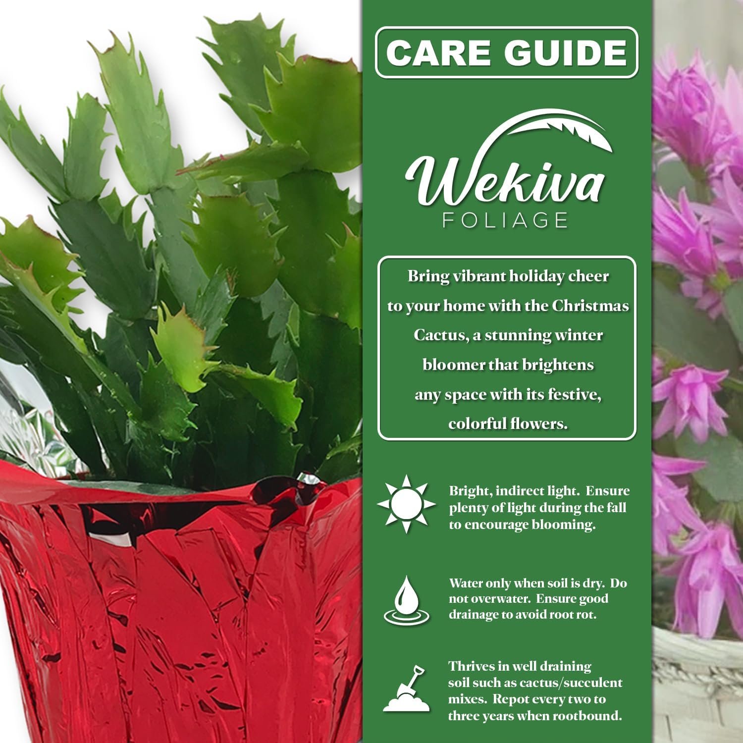 Christmas Cactus Variety 4pack - 4 Live Starter Plants - Schlumbergera Bridgesii - Growers Choice Beautiful Colorful Tropical Indoor Succulent - Image 2