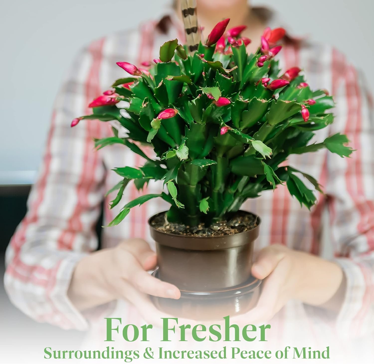 American Plant Exchange Live Christmas Cactus – 6-Inch Pot Cover – Easy Care Flowering Succulent with Festive Blooms for Holiday Home Décor, Kitchens, Offices & Indoor Winter Displays - Image 2