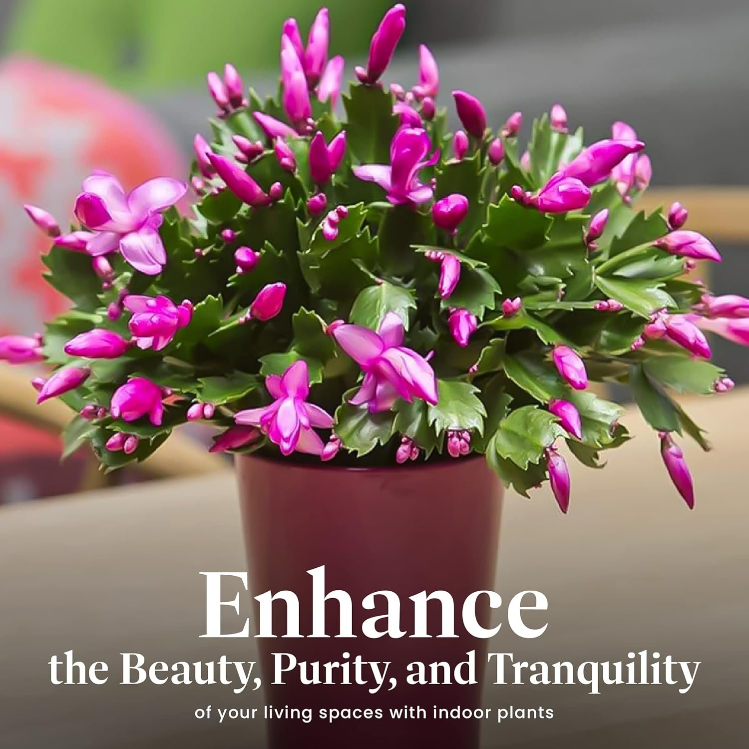 American Plant Exchange Live Christmas Cactus – 6-Inch Pot Cover – Easy Care Flowering Succulent with Festive Blooms for Holiday Home Décor, Kitchens, Offices & Indoor Winter Displays - Image 6