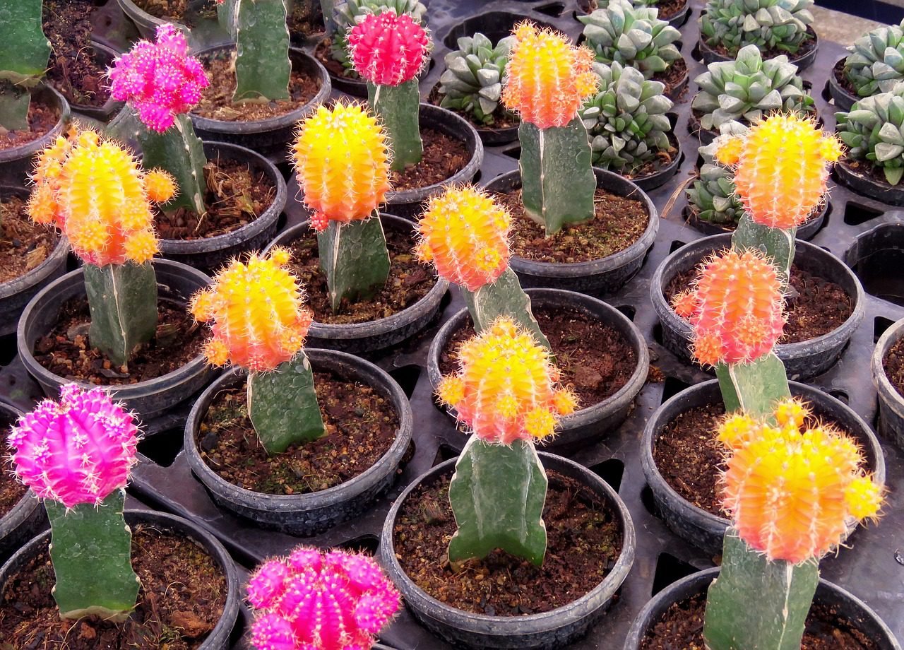 Sugar Water for Christmas Cactus: Does It Really Help Your Holiday ...