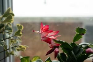 Christmas Cactus or Thanksgiving Cactus
