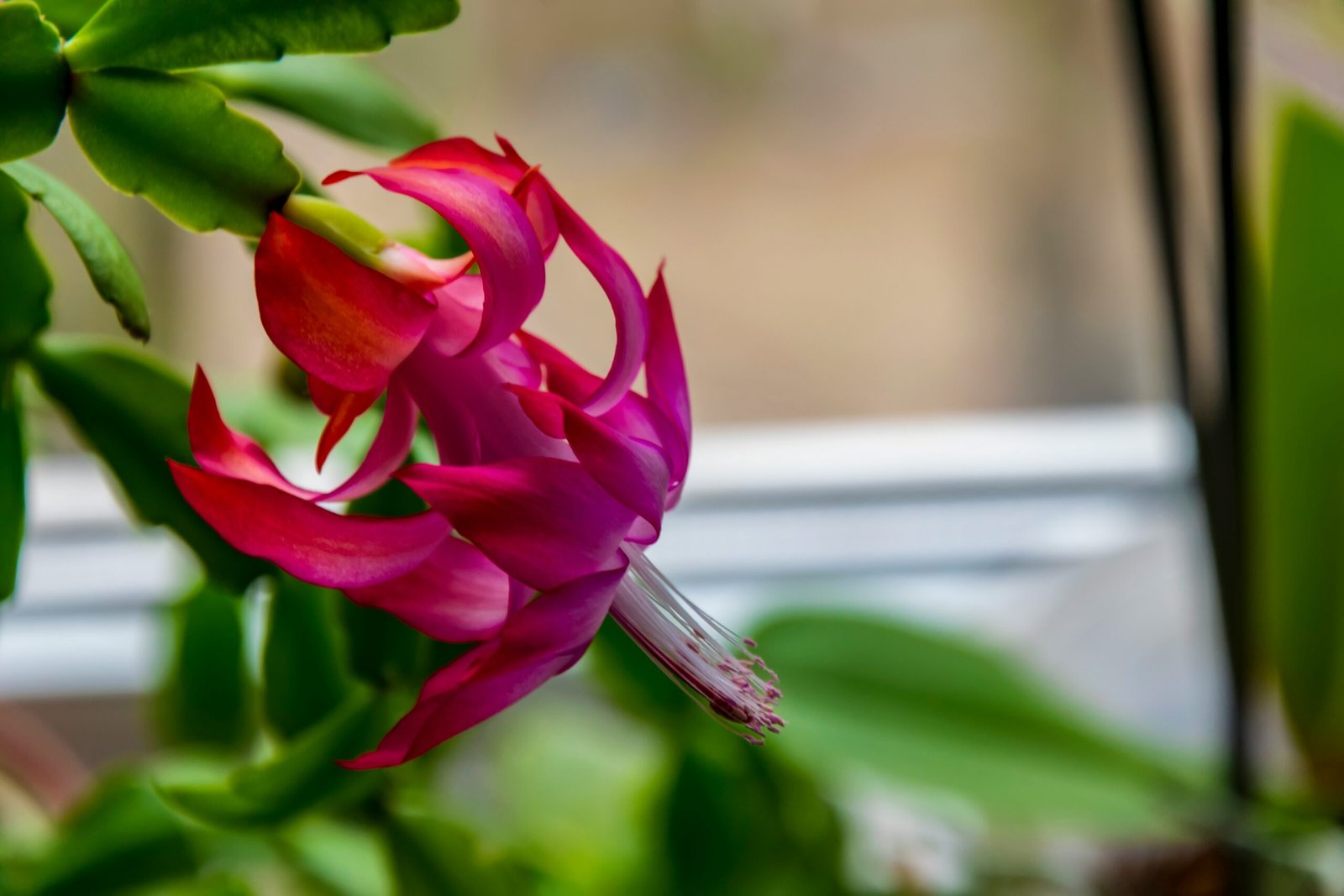 Why Are the Leaves on My Christmas Cactus Limp? - Christmas Cactus
