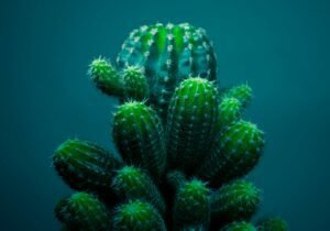 when to stop watering christmas cactus