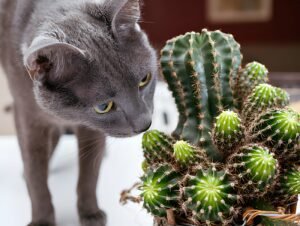 Christmas cactus poisonous to cats?